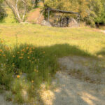 Our pet park is a nice convenient place for dogs to do their biz.